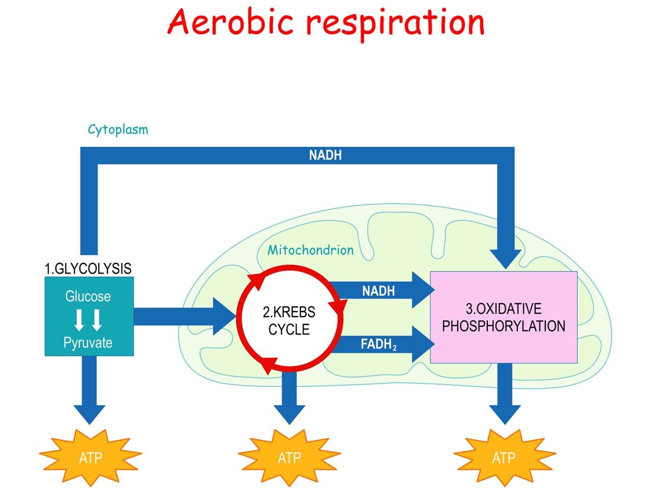 Glykolyse og aerobisk respirasjon