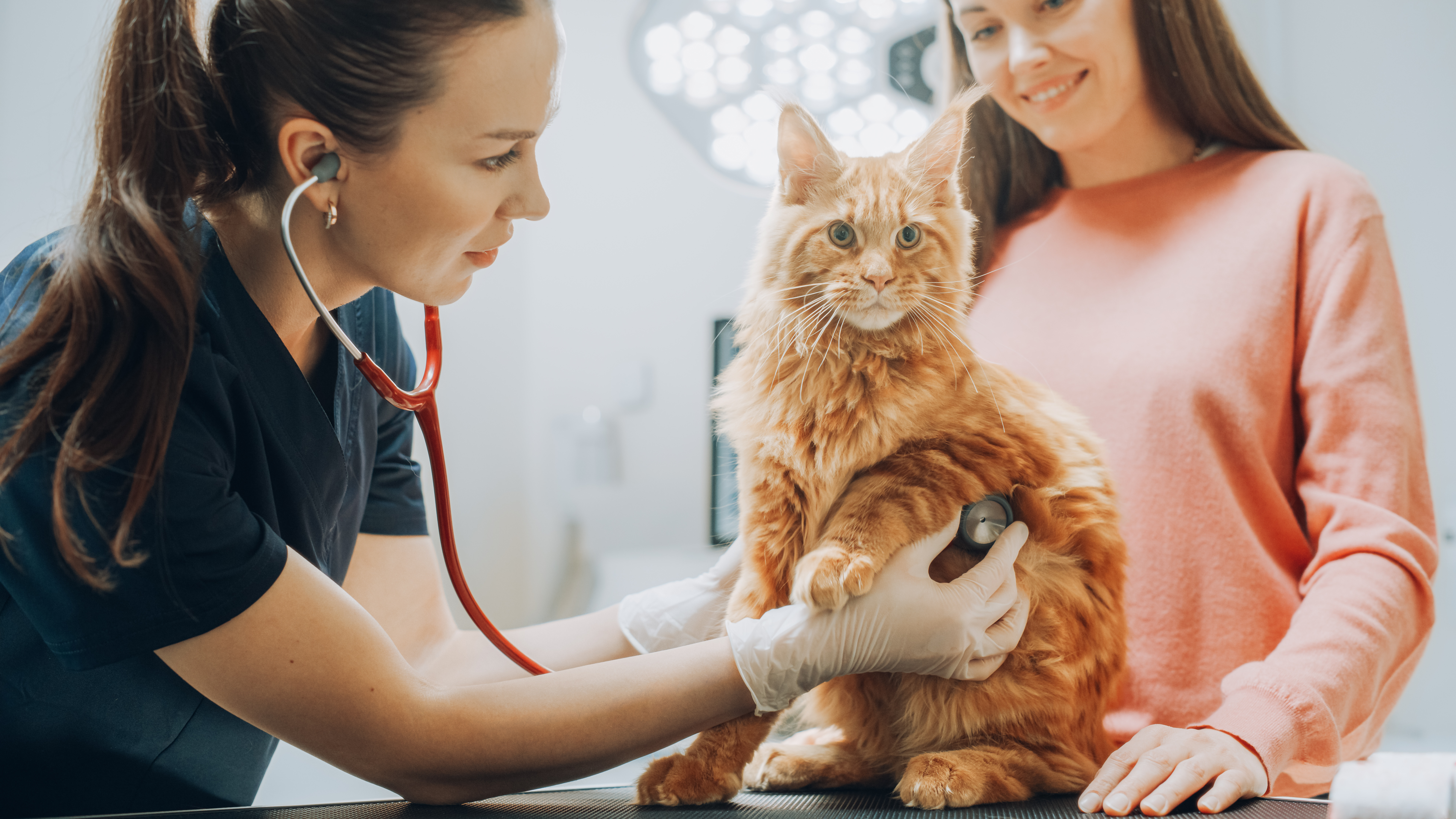 Veterinær som undersøker en rødstripet katt