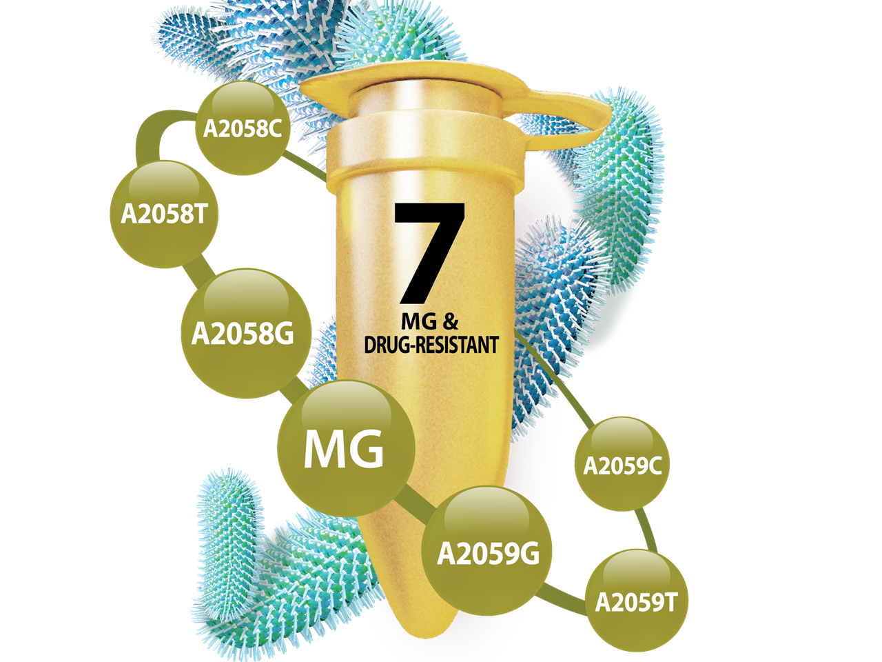 Mycoplasma Acitromycin resistengener
