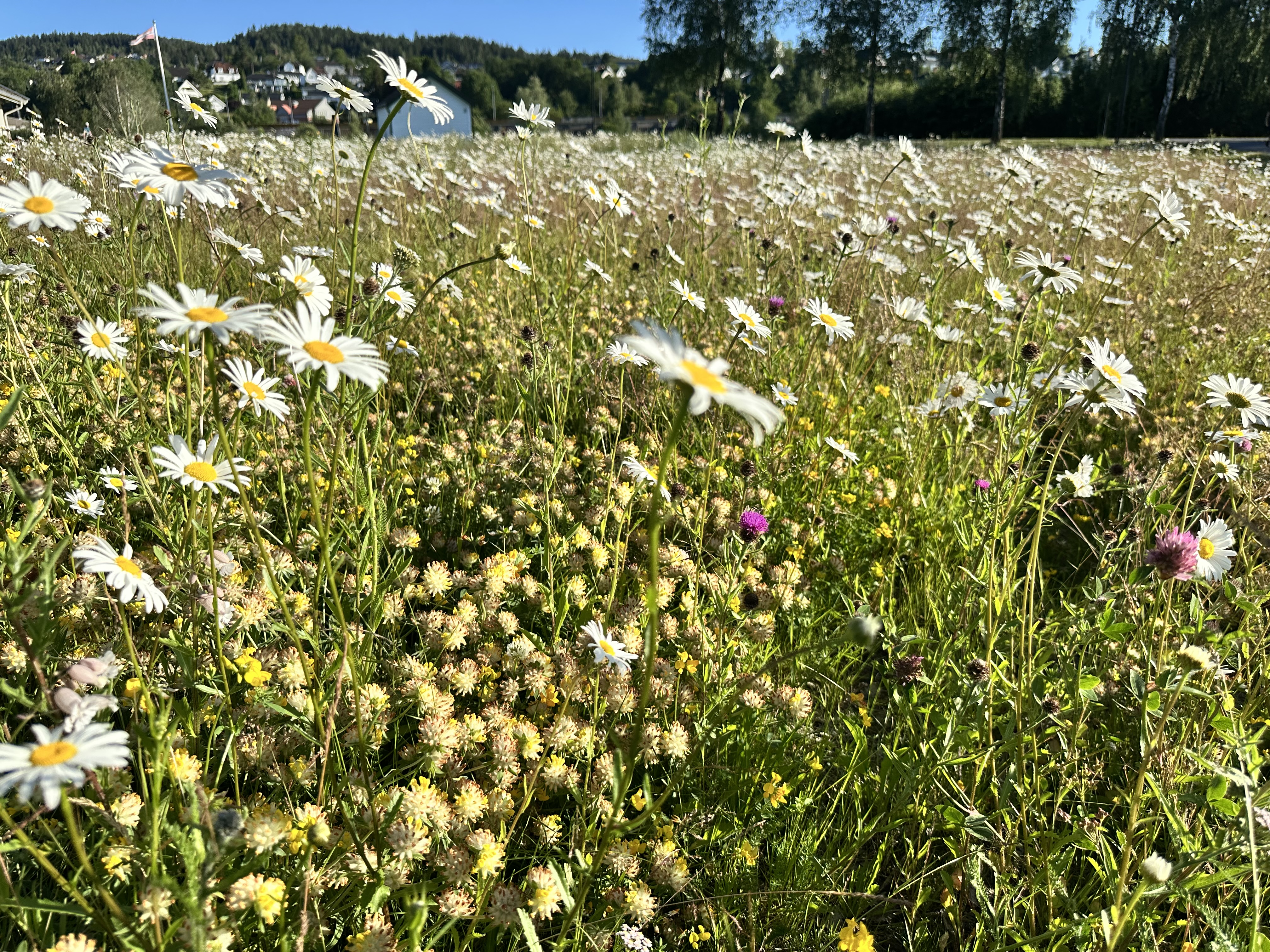 Pollinator-park