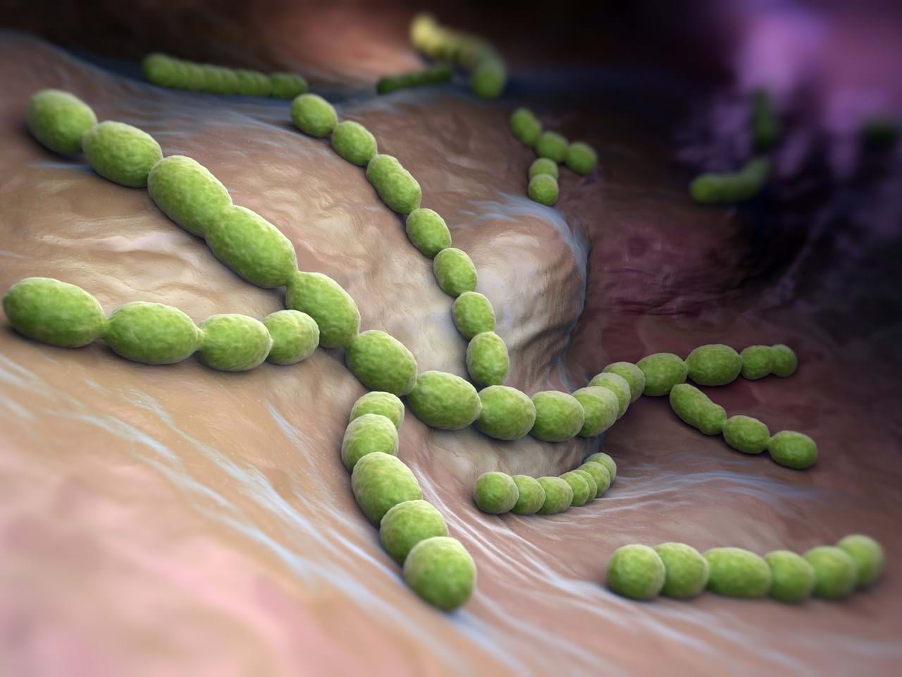 Mikrobiologisk hurtigdiagnostikk